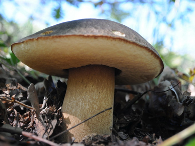 Γεν. Γραμματεία Δημόσιας Υγείας: Προσοχή στα άγρια μανιτάρια